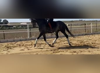 Lusitano, Ogier, 9 lat, 167 cm, Siwa