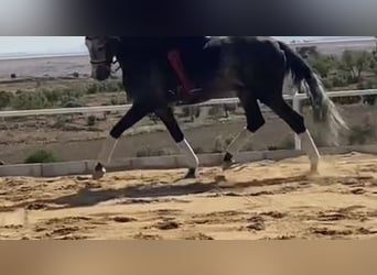 Lusitano, Ogier, 9 lat, 167 cm, Siwa