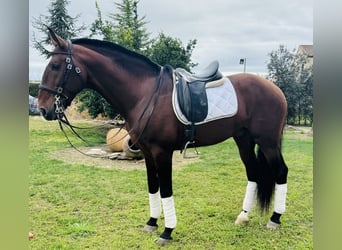 Lusitano, Ogier, 9 lat, 168 cm, Ciemnogniada