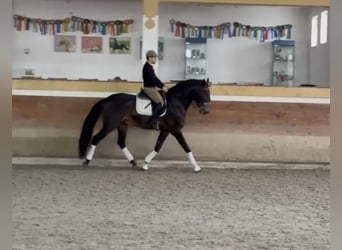 Lusitano, Ogier, 9 lat, 170 cm, Jelenia