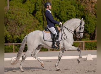 Lusitano, Ogier, 9 lat, 162 cm, Biała