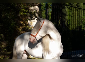 Lusitano, Ogier, 7 lat, 166 cm, Cremello
