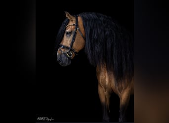 Lusitano, Ogier, 13 lat, 167 cm, Jelenia