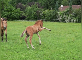 Lusitano, Ogier, Źrebak (05/2026), 160 cm, Ciemnokasztanowata