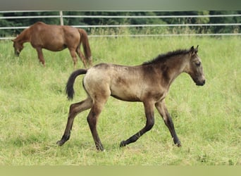 Lusitano Mix, Ogier, , 160 cm, Formy Brown Falb