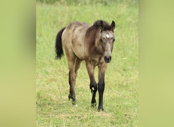 Lusitano Mix, Ogier, , 160 cm, Formy Brown Falb