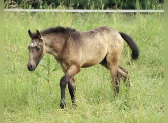 Lusitano Mix, Ogier, , 160 cm, Formy Brown Falb