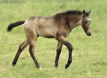 Lusitano Mix, Ogier, , 160 cm, Formy Brown Falb