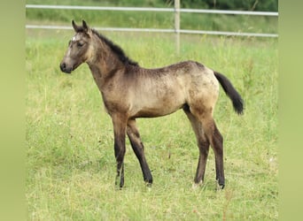 Lusitano Mix, Ogier, , 160 cm, Formy Brown Falb