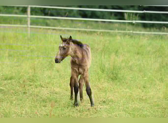 Lusitano Mix, Ogier, , 160 cm, Formy Brown Falb