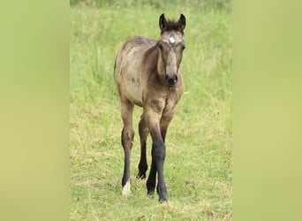 Lusitano Mix, Ogier, , 160 cm, Formy Brown Falb