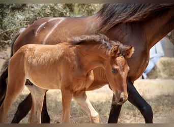 Lusitano Mix, Ogier, , 160 cm, Gniada