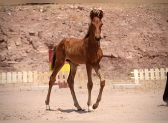 Lusitano Mix, Ogier, , 160 cm, Gniada
