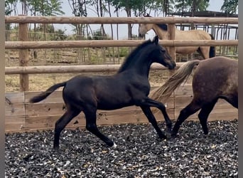 Lusitano Mix, Ogier, Źrebak (03/2026), 160 cm, Kara