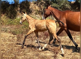 Lusitano, Ogier, Źrebak (03/2025), 163 cm, Jelenia