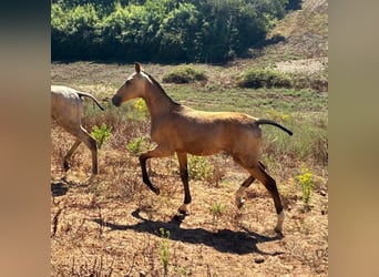 Lusitano, Ogier, Źrebak (03/2025), 163 cm, Jelenia