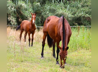 Lusitano, Ogier, Źrebak (03/2026), 164 cm, Gniada