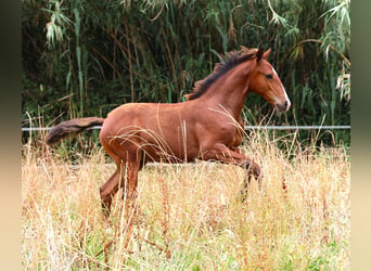 Lusitano, Ogier, Źrebak (03/2026), 164 cm, Gniada