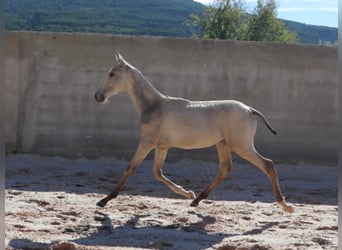 Lusitano, Ogier, Źrebak (04/2025), 164 cm, Jelenia