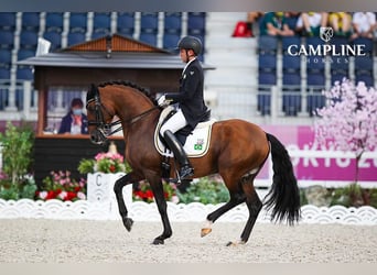 Lusitano, Ogier, , 165 cm, Gniada