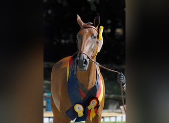 Lusitano, Ogier, Źrebak (03/2025), 165 cm, Kara