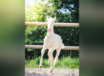 Lusitano, Ogier, , Cremello