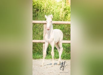 Lusitano, Ogier, , Cremello