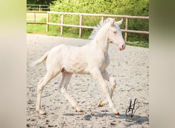 Lusitano, Ogier, , Cremello