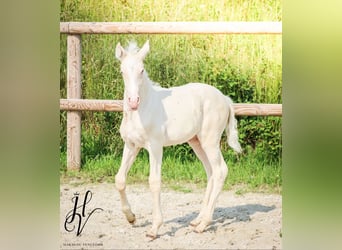 Lusitano, Ogier, , Cremello