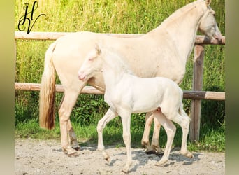 Lusitano, Ogier, , Cremello