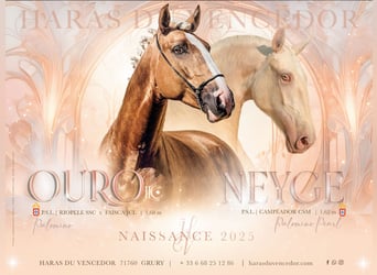 Lusitano, Ogier, , Cremello