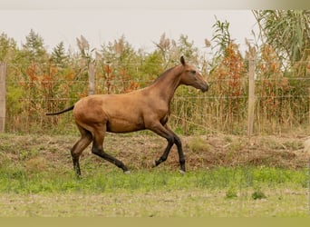 Lusitano, Ogier, Źrebak (02/2024), Gniada