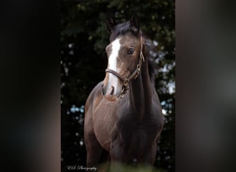 Lusitano, Ogier, Źrebak (05/2024), Może być siwy