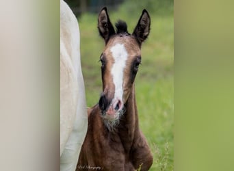 Lusitano, Ogier, Źrebak (05/2024), Może być siwy