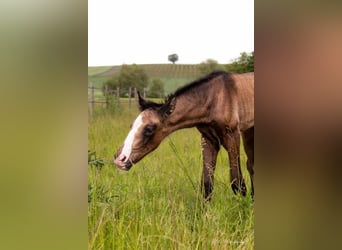 Lusitano, Ogier, Źrebak (05/2024), Może być siwy