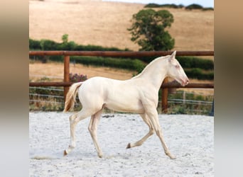 Lusitano, Ogier, Źrebak (04/2026), Perlino