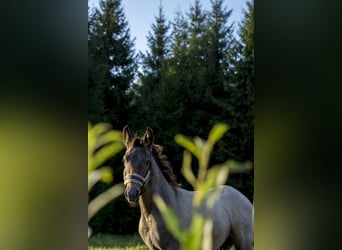 Lusitano, Ogier, Źrebak (05/2026), Siwa