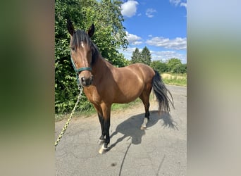 Lusitano, Ruin, 10 Jaar, 155 cm, Bruin