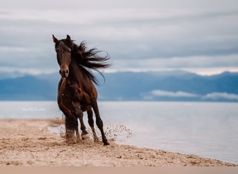 Lusitano Mix, Ruin, 10 Jaar, 158 cm, Donkerbruin
