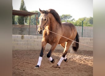 Lusitano, Ruin, 10 Jaar, 160 cm, Buckskin
