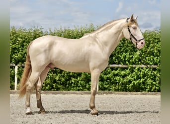 Lusitano, Ruin, 10 Jaar, 160 cm, Perlino