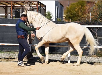 Lusitano, Ruin, 10 Jaar, 161 cm, Cremello