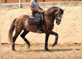 Lusitano, Ruin, 10 Jaar, 161 cm, Schimmel