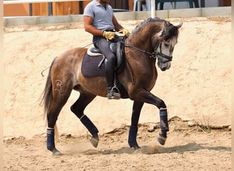 Lusitano, Ruin, 10 Jaar, 161 cm, Schimmel