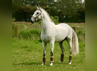 Lusitano, Ruin, 10 Jaar, 163 cm, Schimmel