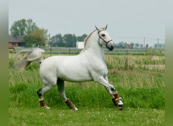 Lusitano, Ruin, 10 Jaar, 163 cm, Schimmel