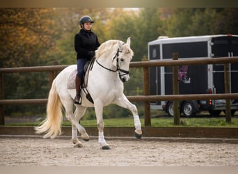 Lusitano, Ruin, 10 Jaar, 164 cm, Schimmel