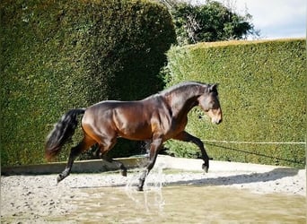 Lusitano, Ruin, 10 Jaar, 165 cm, Bruin