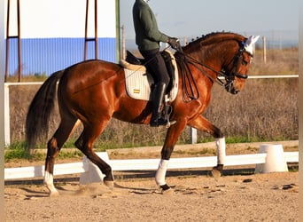 Lusitano, Ruin, 10 Jaar, 165 cm, Roodbruin