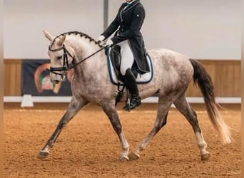 Lusitano, Ruin, 11 Jaar, 148 cm, Schimmel